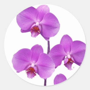 Orchidee Paarse rev. 2 600 Ronde Sticker