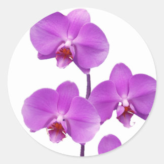 Orchidee Paarse rev. 2 600 Ronde Sticker