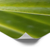 Orchidee - past de slipper? poster (Hoek)