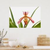 Orchidee - past de slipper? poster (Keuken)