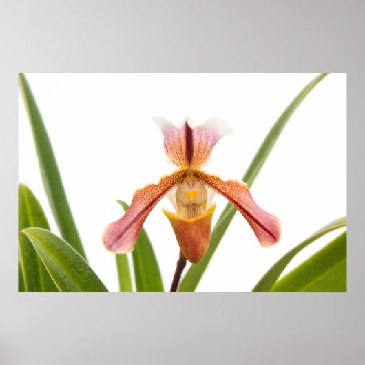 Orchidee - past de slipper? poster (Voorkant)
