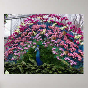 Orchidee Pauw Poster