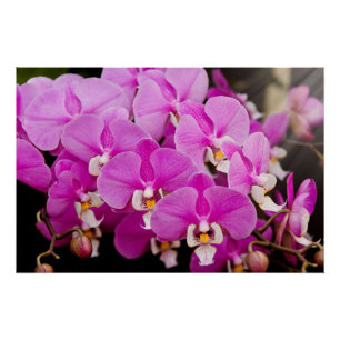 Orchidee - Phalaenopsis - Tickled pink Poster