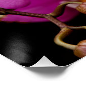 Orchidee - Phalaenopsis - Tickled pink Poster (Hoek)