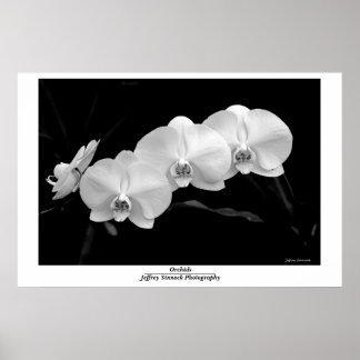Orchidee Poster