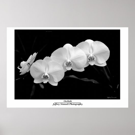 Orchidee Poster (Voorkant)