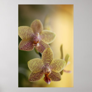 Orchidee Poster