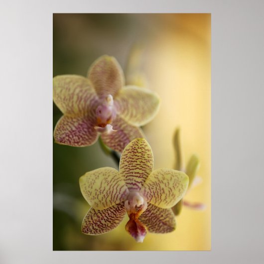 Orchidee Poster (Voorkant)