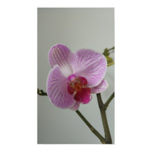 Orchidee Poster