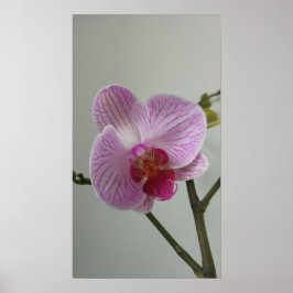 Orchidee Poster