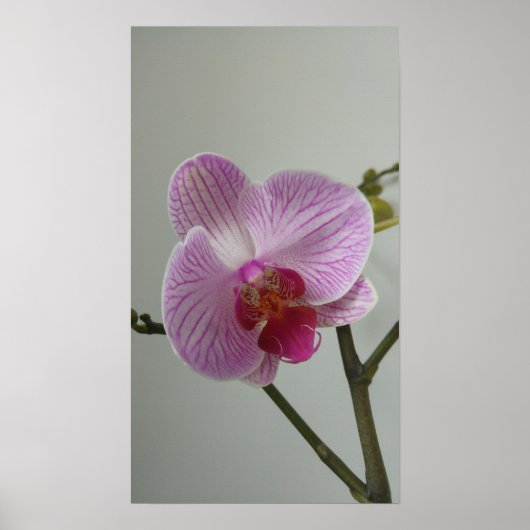 Orchidee Poster (Voorkant)