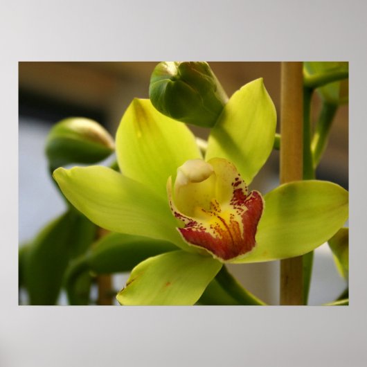 Orchidee poster (Voorkant)