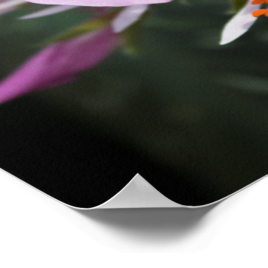 Orchidee Poster (Hoek)