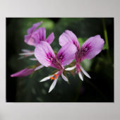 Orchidee Poster (Voorkant)