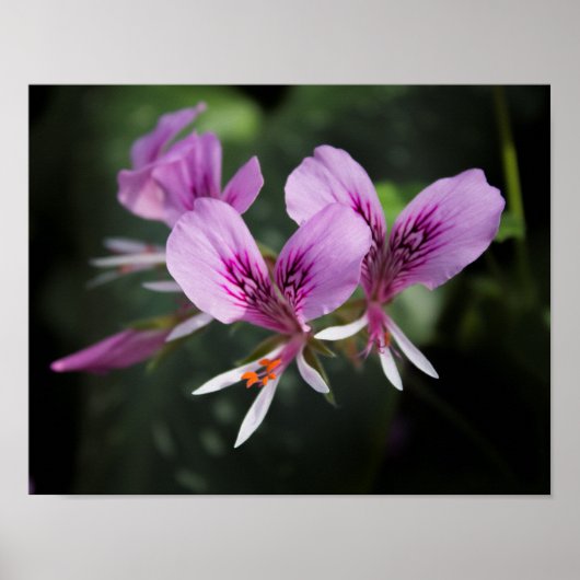 Orchidee Poster (Voorkant)