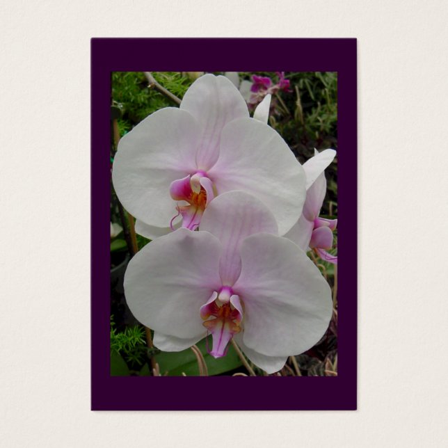 Orchidee - Roze Bloesem (Kolossenzen 2:3) Visitekaartjes (Voorkant)