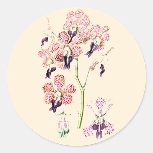 Orchidee Roze paarse  botanische illustratie Ronde Sticker (Voorkant)