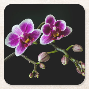 Orchidee roze witte kleur op zwart bord zacht kartonnen onderzetters
