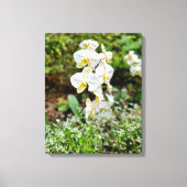 Orchidee Schoonheid Canvas Afdruk (Voorkant)