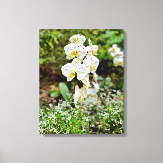 Orchidee Schoonheid Canvas Afdruk (Voorkant)