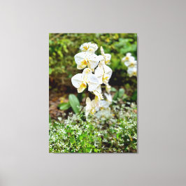 Orchidee Schoonheid Canvas Afdruk