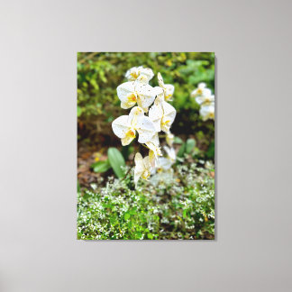 Orchidee Schoonheid Canvas Afdruk