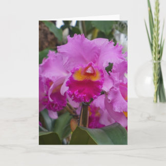 Orchidee Schoonheid Kaart
