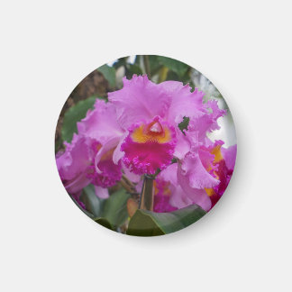Orchidee Schoonheid Magneet