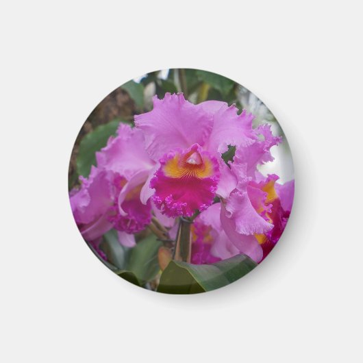 Orchidee Schoonheid Magneet (Voorkant)