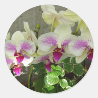 Orchidee-Sticker Ronde Sticker
