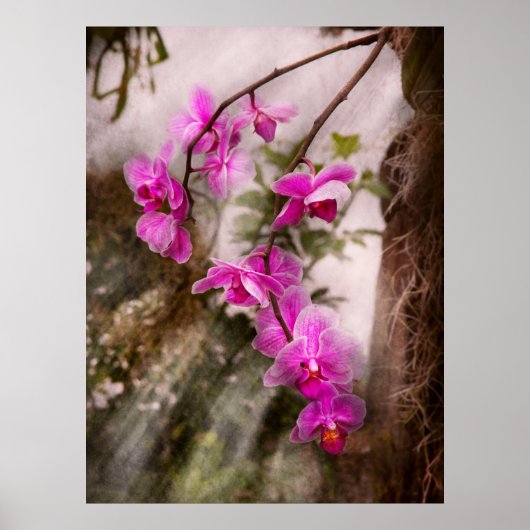Orchidee - Tropische Passie Poster (Voorkant)