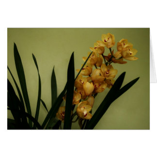 "orchidee" van Larry Coressel