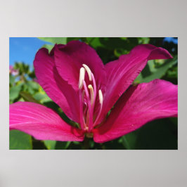 Orchideeboom Bloesem Tropische Bloemen Poster