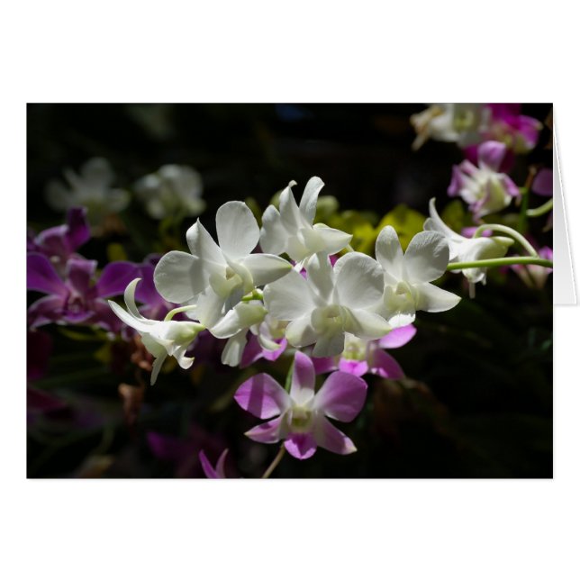 Orchideeën (Voorkant Horizontaal)