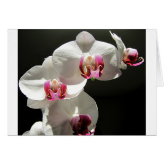 Orchideeën