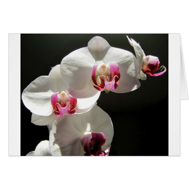 Orchideeën (Voorkant Horizontaal)