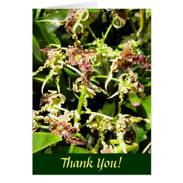 Orchideeën (Voorkant)