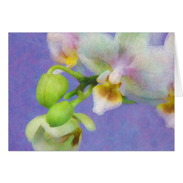 Orchideeën (Voorkant Horizontaal)