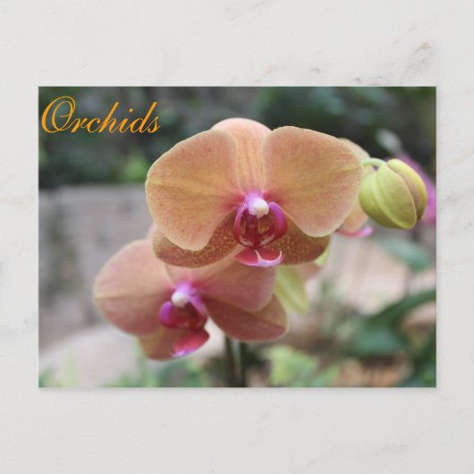 Orchideeën # 10 briefkaart (Voorkant)