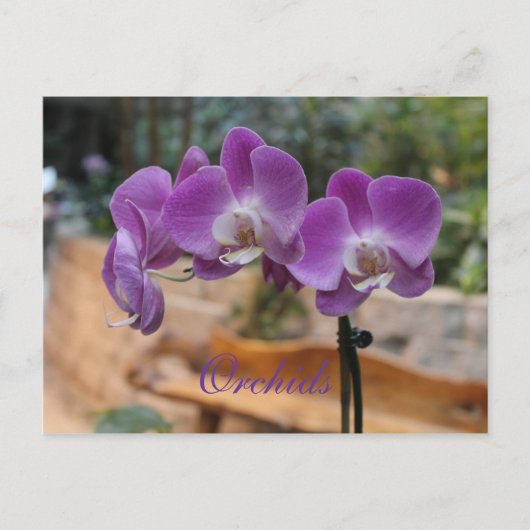 Orchideeën # 11 briefkaart (Voorkant)