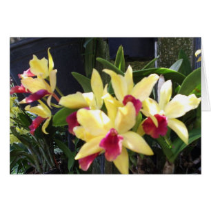 Orchideeën 22