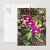 Orchideeën # 26 briefkaart (Voorkant / Achterkant)