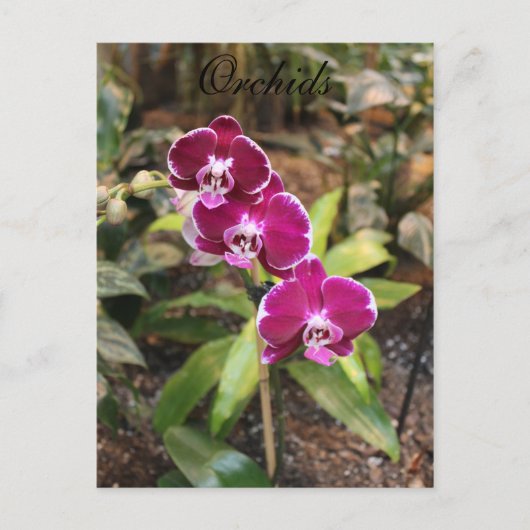Orchideeën # 26 briefkaart (Voorkant)