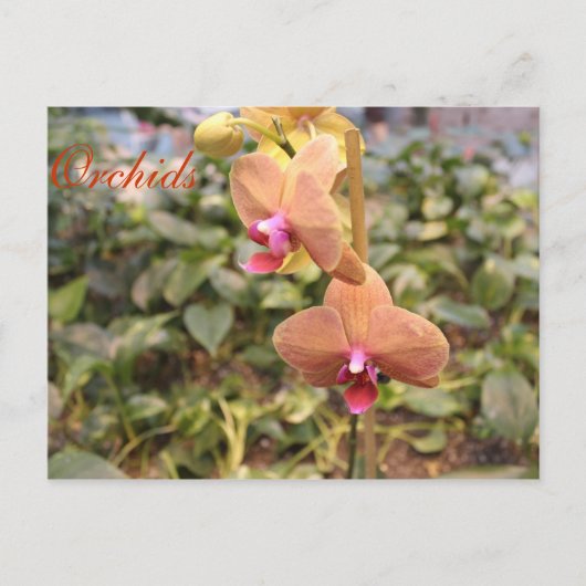 Orchideeën # 4 briefkaart (Voorkant)