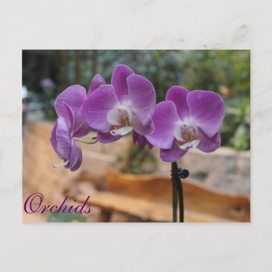 Orchideeën # 9 briefkaart (Voorkant)