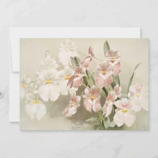 Orchideeën bloem  oude illustratie kaart (Voorkant)