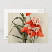 Orchideeën Blooming Flower  Old Illustration Briefkaart (Voorkant / Achterkant)
