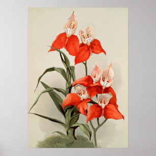 Orchideeën Blooming Flower  Old Illustration Poster