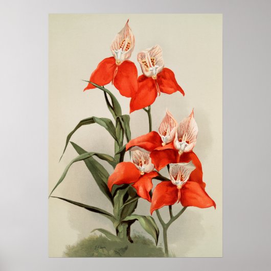 Orchideeën Blooming Flower Old Illustration Poster (Voorkant)