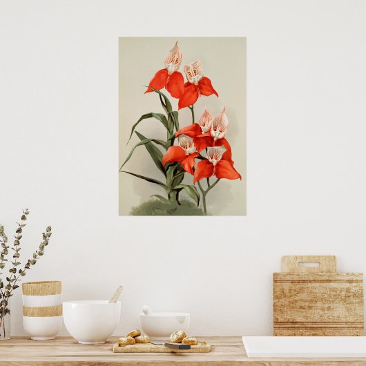 Orchideeën Blooming Flower Old Illustration Poster (Keuken)